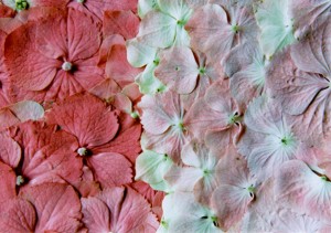 Young flowers